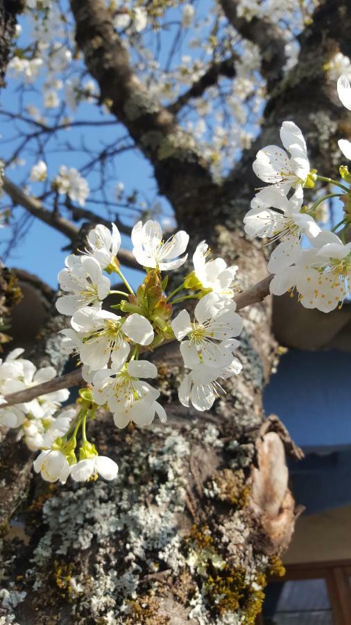 Maison Castellane Chambre D'Hotes B&B エクステリア 写真